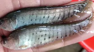 Chital fish fry.Single fish farming Chital.01610808183Bast Chital Video#Shorts