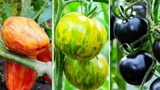 10 Tipos de TOMATES EXÓTICOS E RAROS Que São Únicos no Mundo - Tomate Cereja e Tomateiros Incríveis
