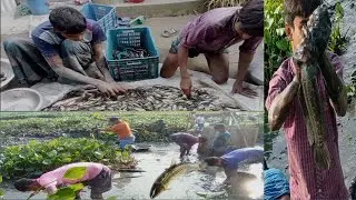 Fishing from the pond, (Fish video), Big fish have been caught, Fish Of bd, fishing, Hindi fishing,