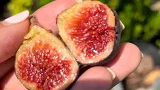 Ciliega Dolce Fig Tasting (August 4, 2024)