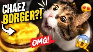 Here kitty, you can has cheeseburger, but it's 2x slowed
