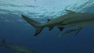 Shark dive in Kuata, Fiji