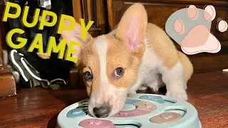 EASY Brain Games! 👉 Exercises your dog AT HOME . Logic Games