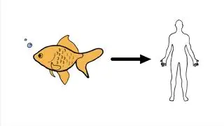 The Fin to Limb Transition