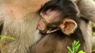 Weakness newborn baby trying to hug mom for get milk, Sleeping well adorable baby