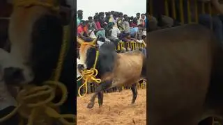 Trichy Suriyur Jallikattu Pongal special 2025 @LetsCookWithSpice #jallikattu #jallikattukalai #lcs