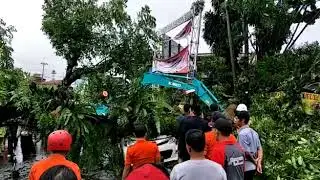 Pohon Puncak Tumbang AKIBAT Sikon Tropis Dahlia