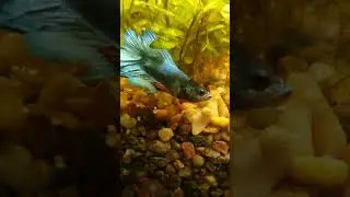 Aquarium Zen: Fish Meditation Moments 🧘&zwj;♂️