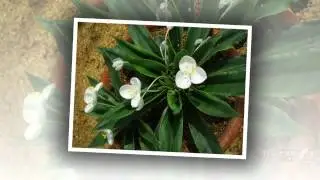 Weldenia - garden plants