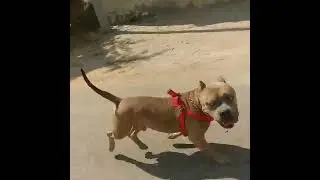 Am Bully Male Stud For Sale Top Quality Low Pocket Size Big Heavy Head  Sale Sale Only 8685048612