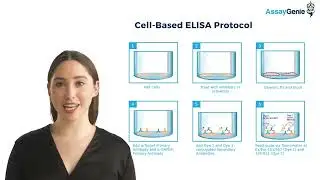 Cell Based and Phospho ELISA Kits