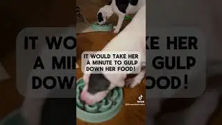 Dog food aggression solution #puppyvlog #dogvlog #dogfoodaggression