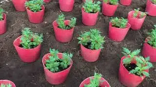 30/11/2025 AL vạn thọ chưa có nụ thì làm sao đây