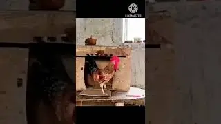 Cock and hen love story