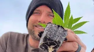 Honest Pharm CO &bull; Indo Expo 2020 &bull; CBD CBG Seed &bull; Feminized Seed