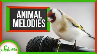 Animal Melodies: 5 of Nature’s Sweetest Singers