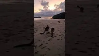 Kangaroo Sunrise... Expectation vs. Reality.📍 Casuarina Beach ~ Cape Hillsborough National Park ~QLD