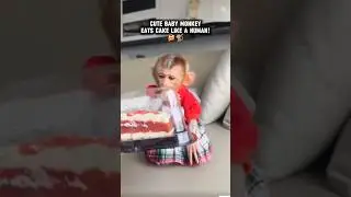 Cute Baby Monkey Eats Cake Like a Human! 🍰🐒 #BabyMonkey #CuteMonkey #Shorts