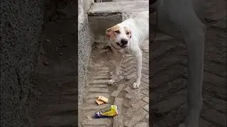 Mera dog Pagal ##ho gya ...kalb sakin