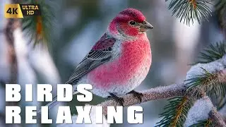 Birds Singing in the Forest for Calm, Focus and Deep Peace - 11h Relaxing Bird Sounds