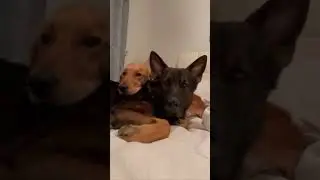 Their bond is the sweetest thing 🥹❤️ #goldenretriever #germanshepherd #dogs #cutedogs #dog