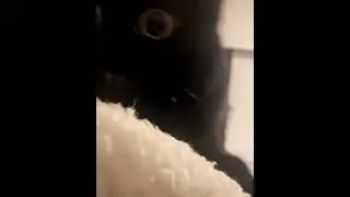 Jinx Cat Angry Af #shorts #viral #meme #subscribe #foryou #cute #cats #animals #strange #jinx #cat