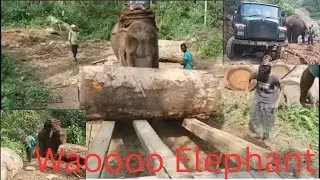 ELEPHANT POWERFUL LOADING//OFF ROAD DRIVING 