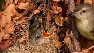 Baby Bird: Plain prinia nest
