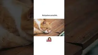 Cats Are Just Built Different 😭 | #Shorts #funny #unexpected #cute
