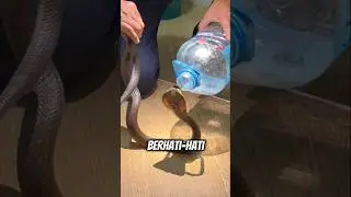 Teknik Cerdas menangkap Ular yang Masuk Rumah #shortvideo #trending #viralvideo