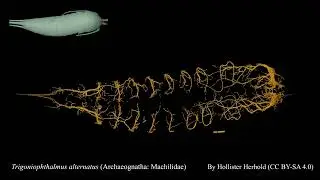 Jumping Bristletail - Trigoniophthalmus alternatus (Archaeognatha:Machilidae) tracheae
