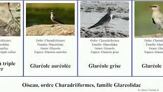 Oiseau, ordre Charadriiformes, famille Glareolidae courvite glar&eacute;ole double birds triple collier