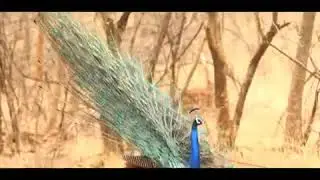 Indian Wildlife National Anthem