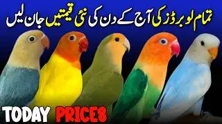 love birds price update 2026 | lalukhet birds market love birds price update | all love birds price