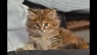 Котенок мейн кун baby maine coon Sunny Bear Bartalameo UA