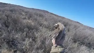 Brandon's Covey | Oklahoma Quail Hunting
