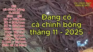 B&aacute;o gi&aacute; b&aacute;n c&aacute; ch&igrave;nh b&ocirc;ng giống C&agrave; Mau 11-2025