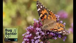 Episode 9: Surviving Winter: What Heat-loving Butterflies do during the Cold Months