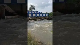 Water flowing through village irrigation canals for agricultural purposes #village #villagelife