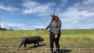 Large Black Hogs at Bell&rsquo;s Farm