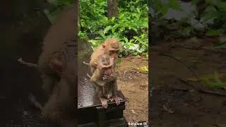 Lovely abandoned monkey in wild #monkey  #babylovermonkey #babymonkey #animals #babyprimate