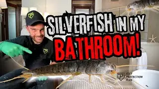 Silverfish Infestation In Your Bathroom? Here's the DIY Fix That Actually Works!