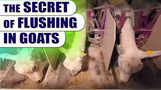 What is flushing in goats and why is it important? | English | #goat #goatflushing #goatfarm #lamb