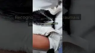 Common Health Issues Seen in Rescue Cats