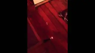 Boxer attacks door stopper