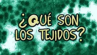 &iquest;Qu&eacute; son los tejidos?