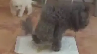 &iquest;como acostumbrar el perro al empapador?