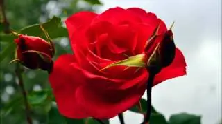 QUIEREME MI VIDA-pasillo ecuatoriano-en la bella vos de- ELY.