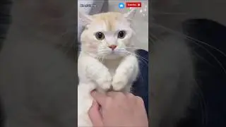 Cutest Cat Video😻😻😻#cat#catlovers#kaenstudio #petlovers