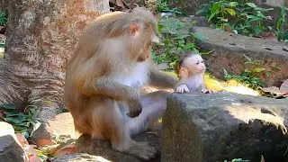 The Real Sweetest Friendship.. Baby Monkey's Surprising Reaction Caught On Camera! Jungle Monkey